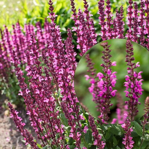 Salvia nemorosa 'Pink Beauty' - Metssalvei 'Pink Beauty' P9/0,55L    
